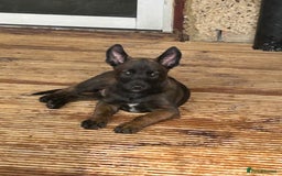 Belgian Shepherd Dog dogs for sale: 9 Belgian malinois puppies 🧬‼️ - Image 14