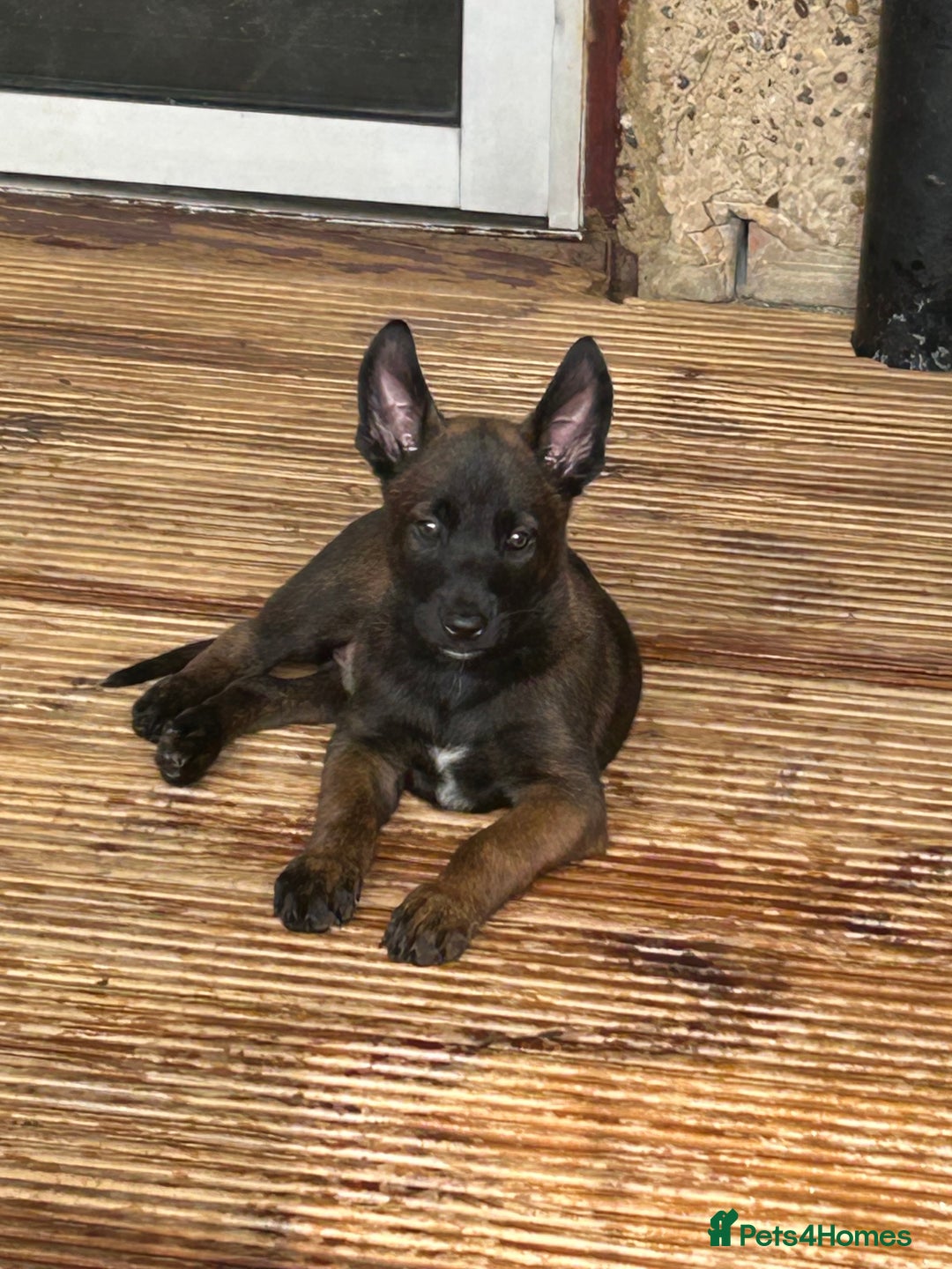 Belgian Shepherd Dog dogs for sale: 9 Belgian malinois puppies 🧬‼️ - Image 14