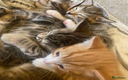 American Shorthair cats for sale: 4 kitten for sale  - Image 12