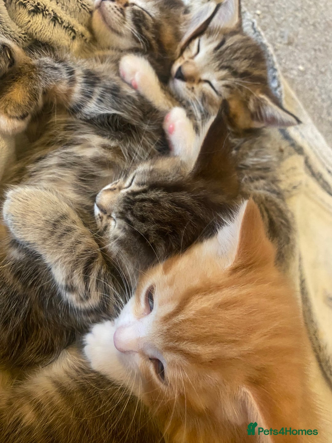 American Shorthair cats for sale: 4 kitten for sale  - Image 12