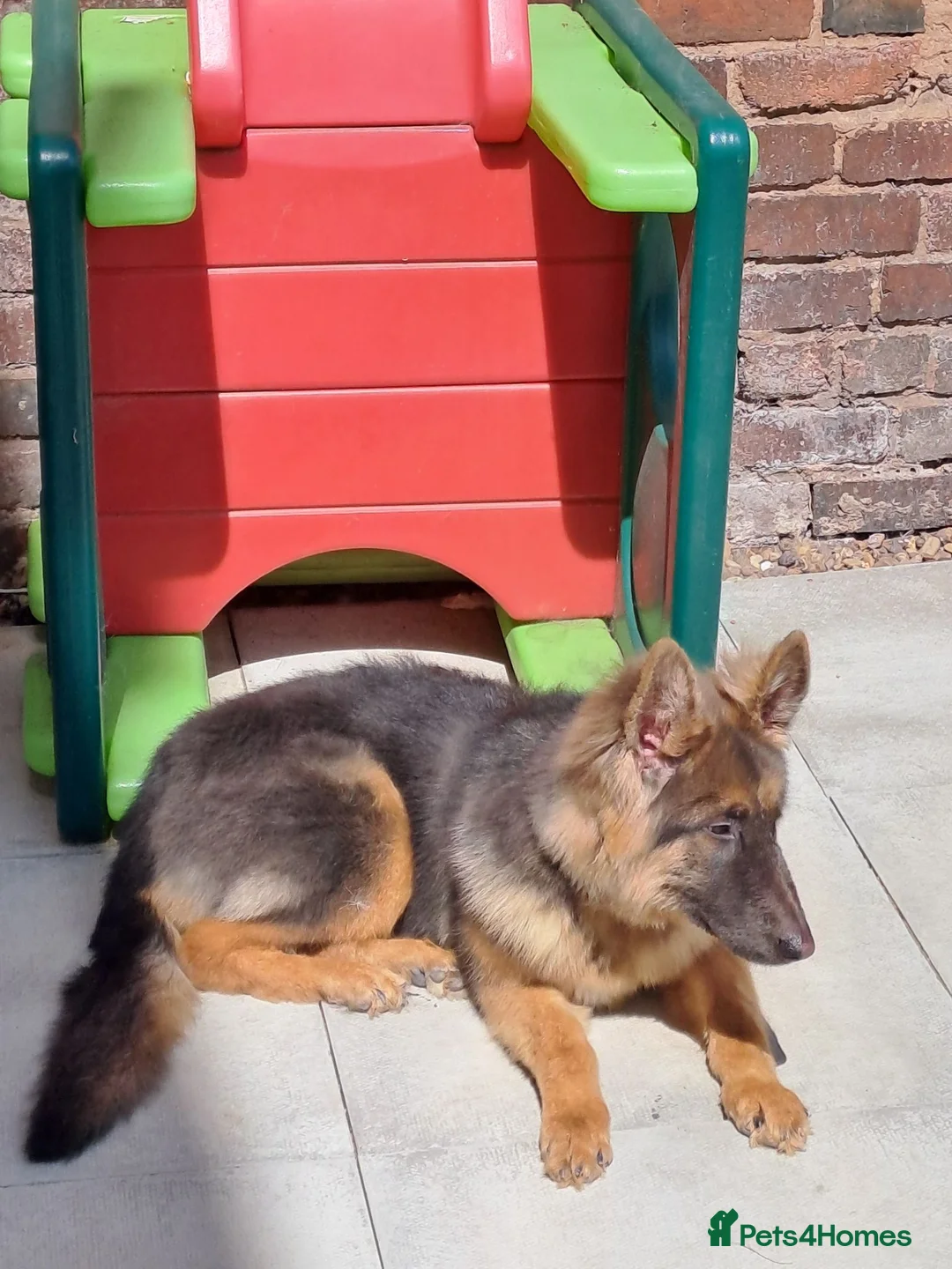 German Shepherd dogs for sale: Beautiful Blue&Tan kc pup - Advert 2