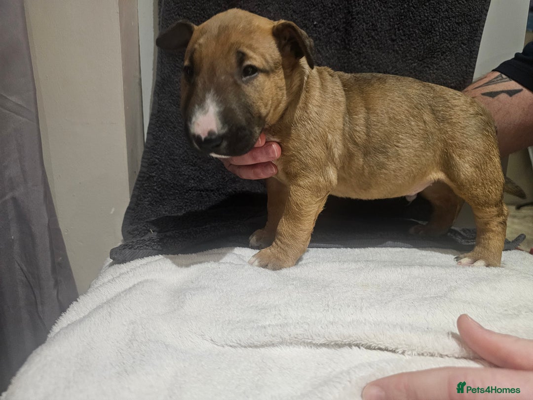 English Bull Terrier dogs for sale: Top Quality KC English Bull Terrier Puppies - Advert 6