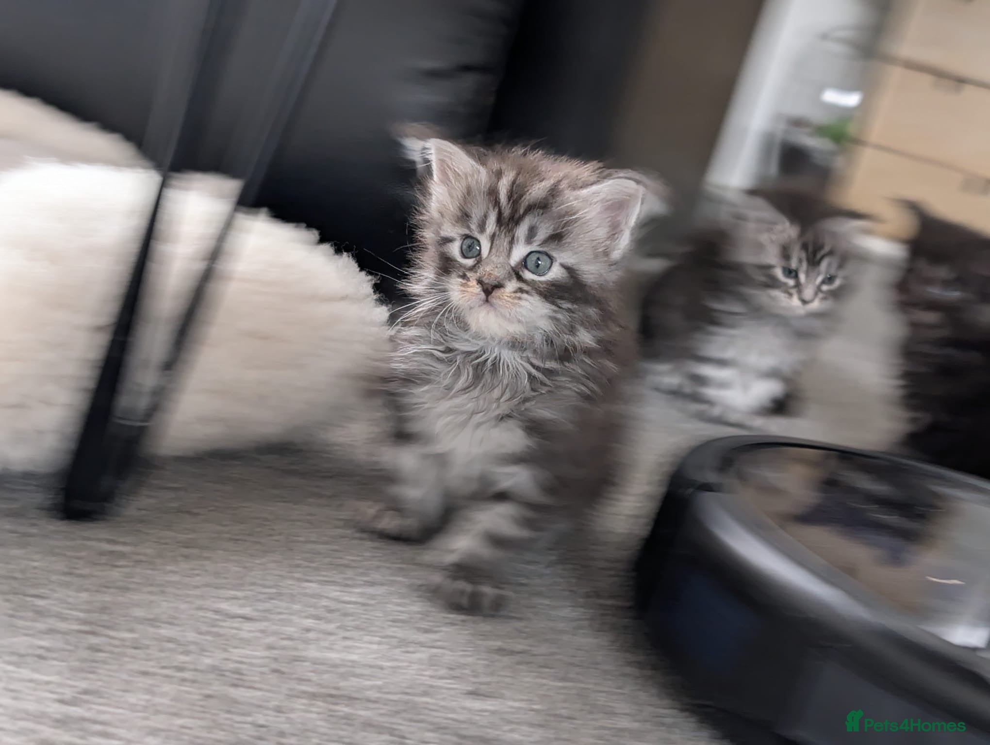Maine Coon cats for sale: Maine coon kittens  - Advert 15