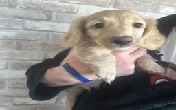 Miniature Dachshund dogs for sale: Long hair cream dachshund puppies  - Image 2