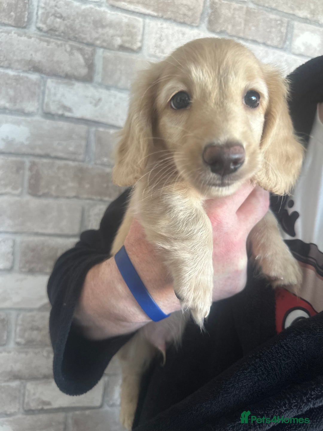 Miniature Dachshund dogs for sale: Long hair cream dachshund puppies  - Image 2