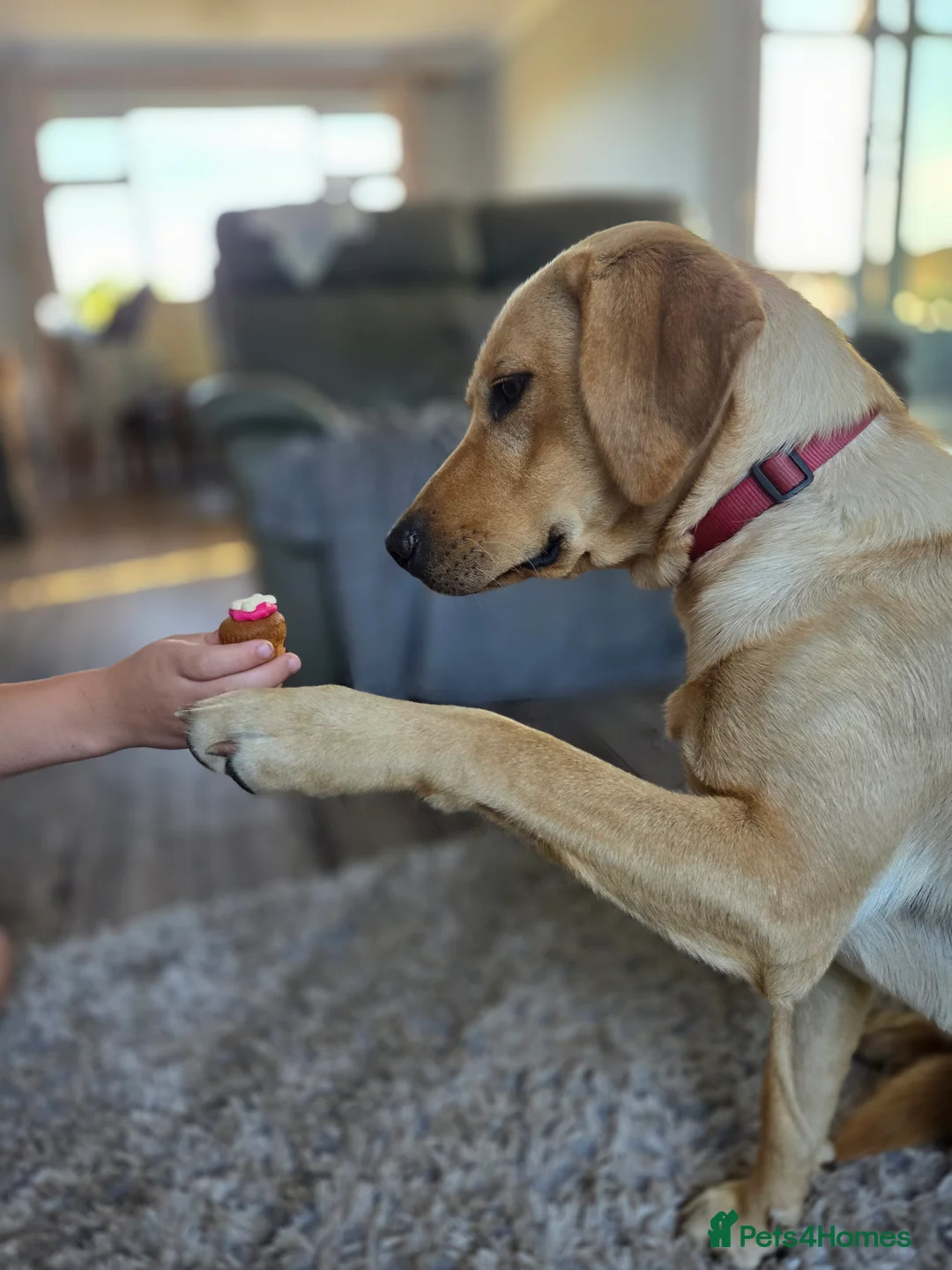 Labrador Retriever dogs for sale: Two male labradors in Spalding - Advert 6
