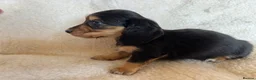 Dachshund dogs for sale: Miniature Longhaired Dachshund - Advert 3
