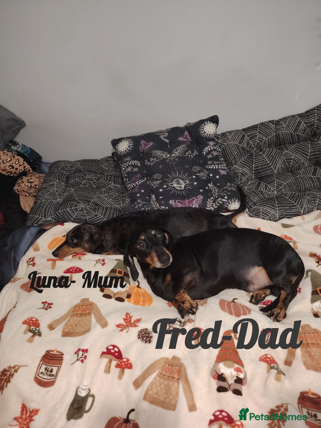 Miniature Dachshund dogs for sale: KC Register miniature dachshunds smooth coat - Image 2