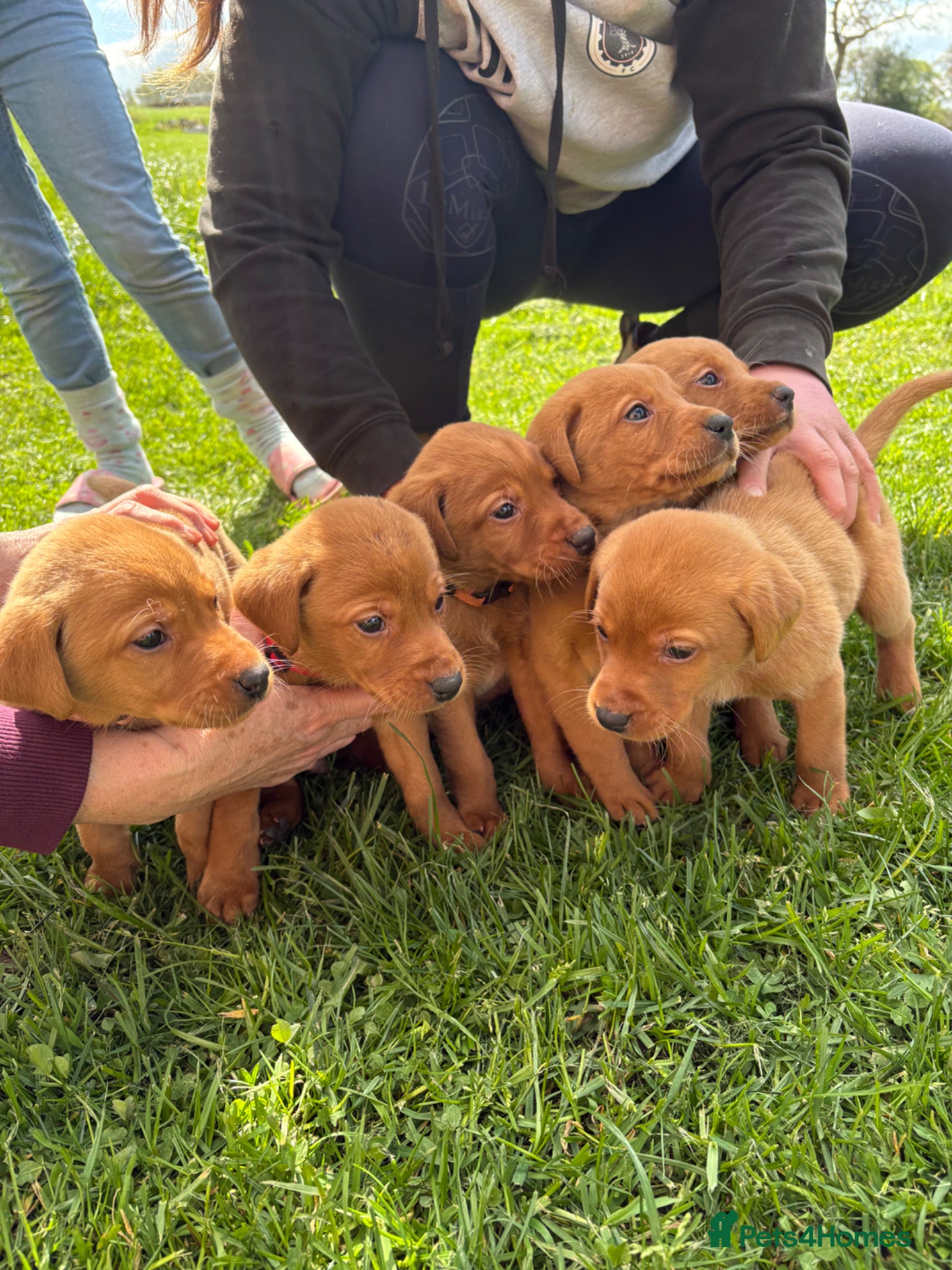 Labrador Retriever dogs Gorgeous Fox Red Labrador Puppies - Advert 1