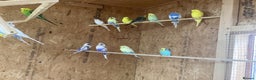 Budgerigars birds for sale: 30 adults budgies  - Advert 2