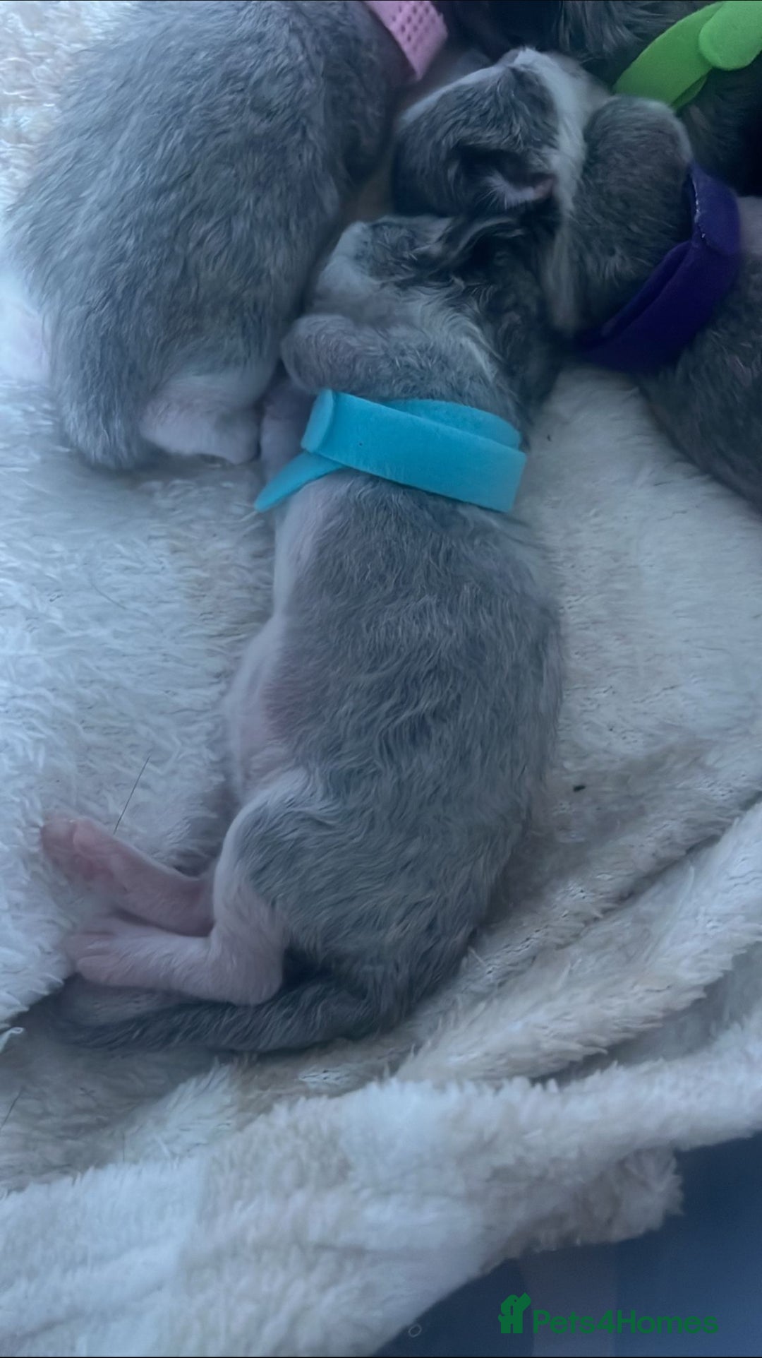 Mixed Breed cats for sale: Beautiful playful boy kittens  - Image 7