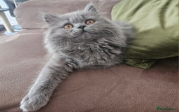 British Longhair cats for sale: Gorgeous GCCF long-haired British girl  - Image 1