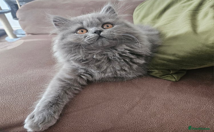 British Longhair cats - Advert 4