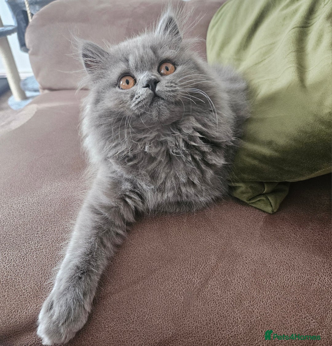 British Longhair cats for sale: Gorgeous GCCF long-haired British girl  - Image 1