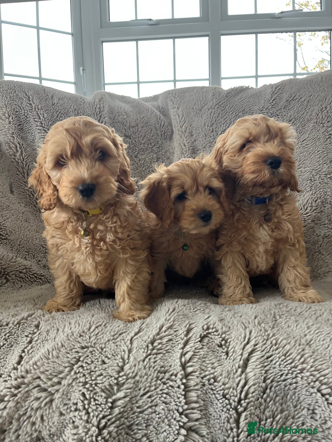 Cockapoo dogs for sale: Cockerpoo puppies - Image 5