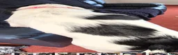 English Springer Spaniel dogs for sale: For sale English springer spaniel puppies  - Advert 4