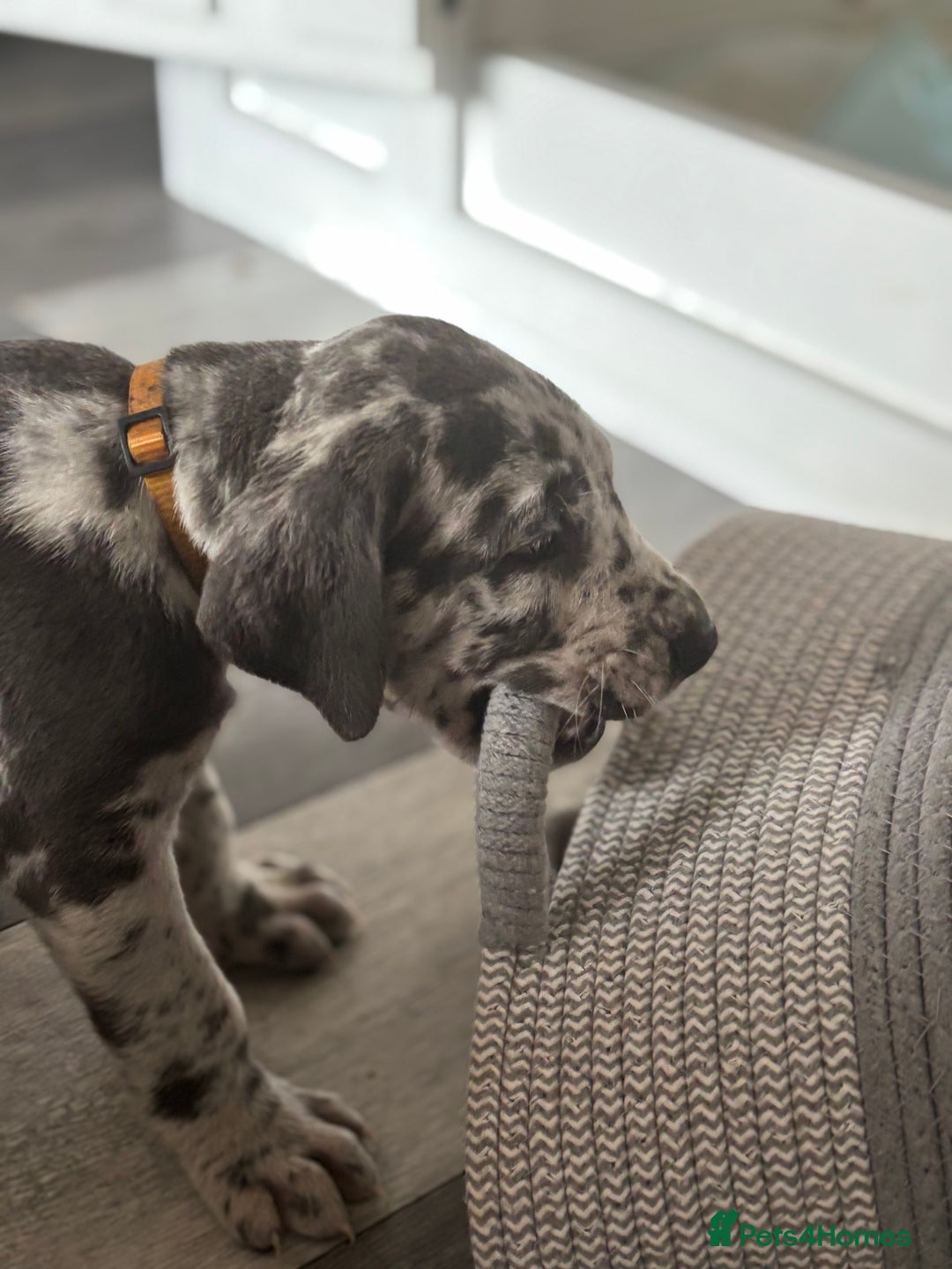Great Dane dogs for sale: KC registered blue Great Dane puppies - Image 34