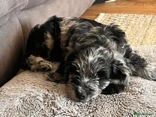 Cockapoo dogs Cockapoo F1 Merle - Advert 13