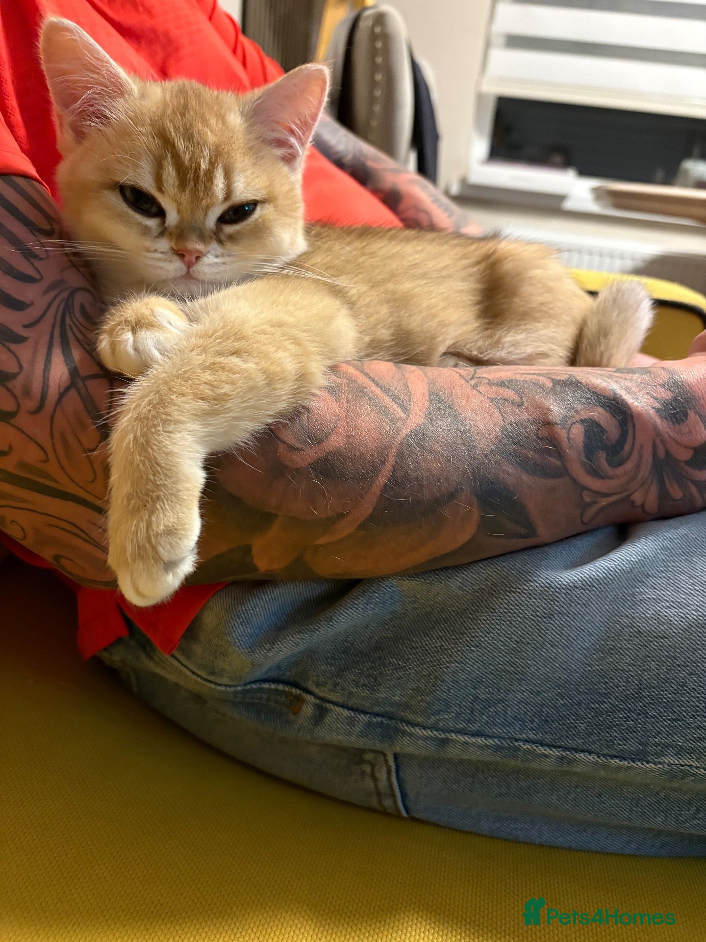 British Shorthair cats ⭐ ONLY ONE KITTEN LEFT! ⭐ - Advert 2