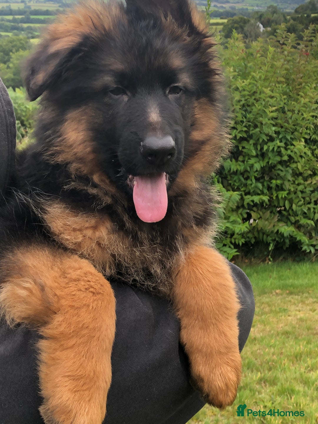 Long Coat Black Alsation For Sale Long Haired German Full Black