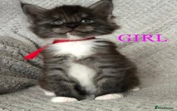 Maine Coon cats for sale: MaineCoon Kittens For Sale Black Smoke - Image 24