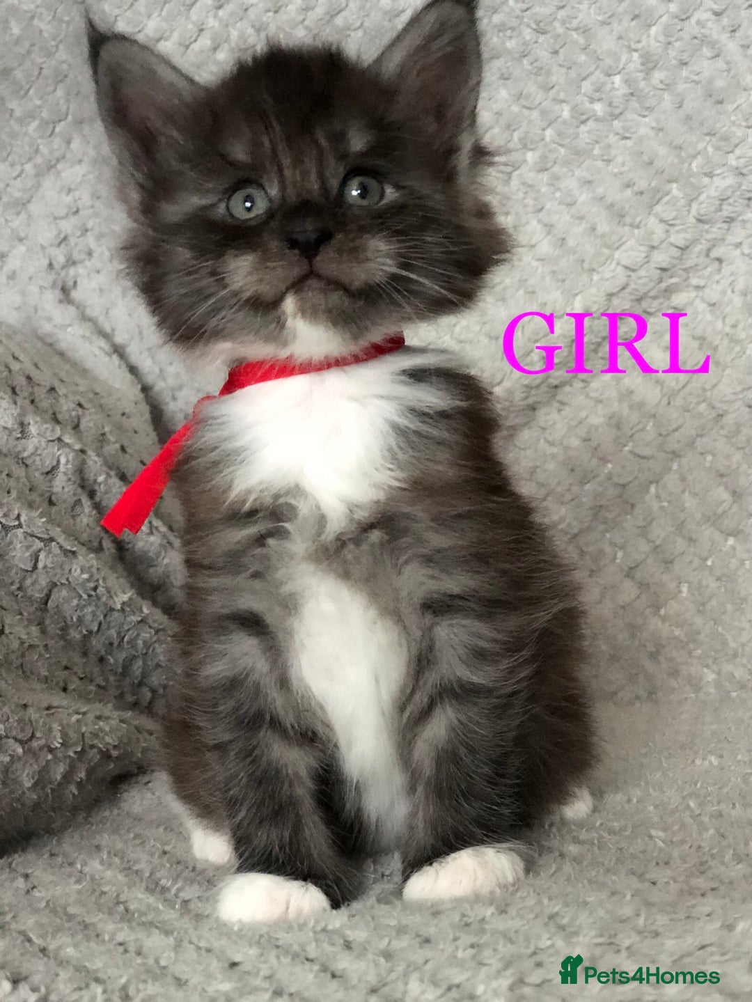 Maine Coon cats for sale: MaineCoon Kittens For Sale Black Smoke - Image 24
