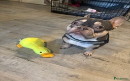 French Bulldog dogs for sale: 2 y/o gorgeous boy looking for a new loving home  - Image 1