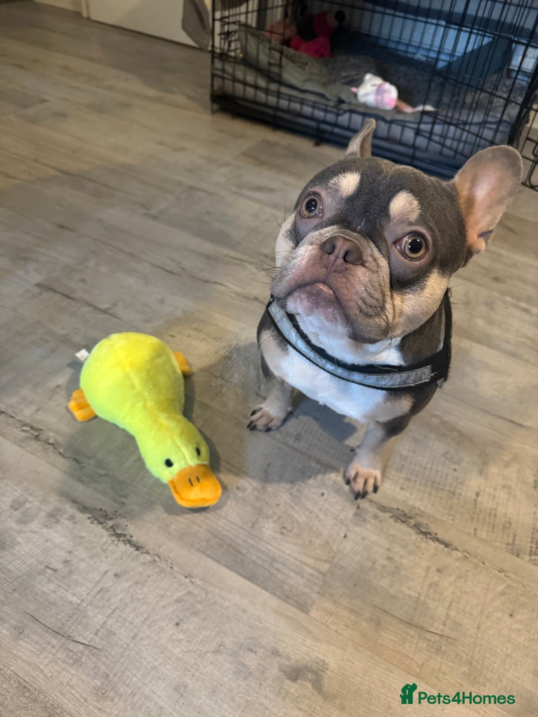 French Bulldog dogs for sale: 2 y/o gorgeous boy looking for a new loving home  - Image 1