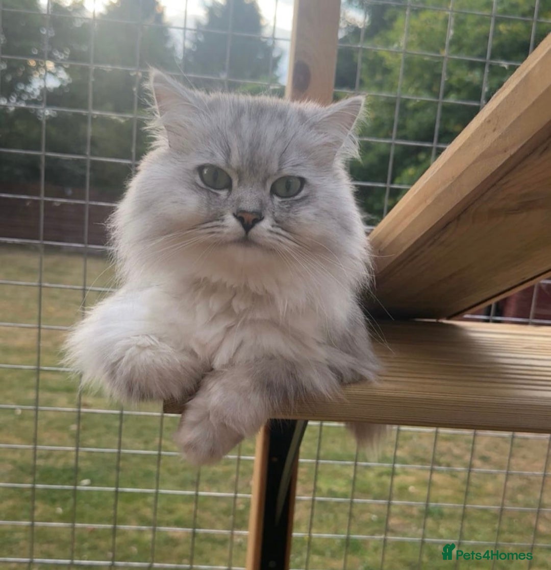 Persian cats for sale: PERSIAN-RAGDOLL OR “PERDOLL” KITTENS - Advert 9