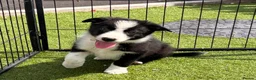 Border Collie dogs for sale: Border collie puppies  - Advert 13