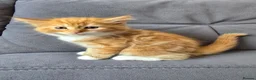 Mixed Breed cats for sale: Ginger fluffy girl for sale - Advert 8