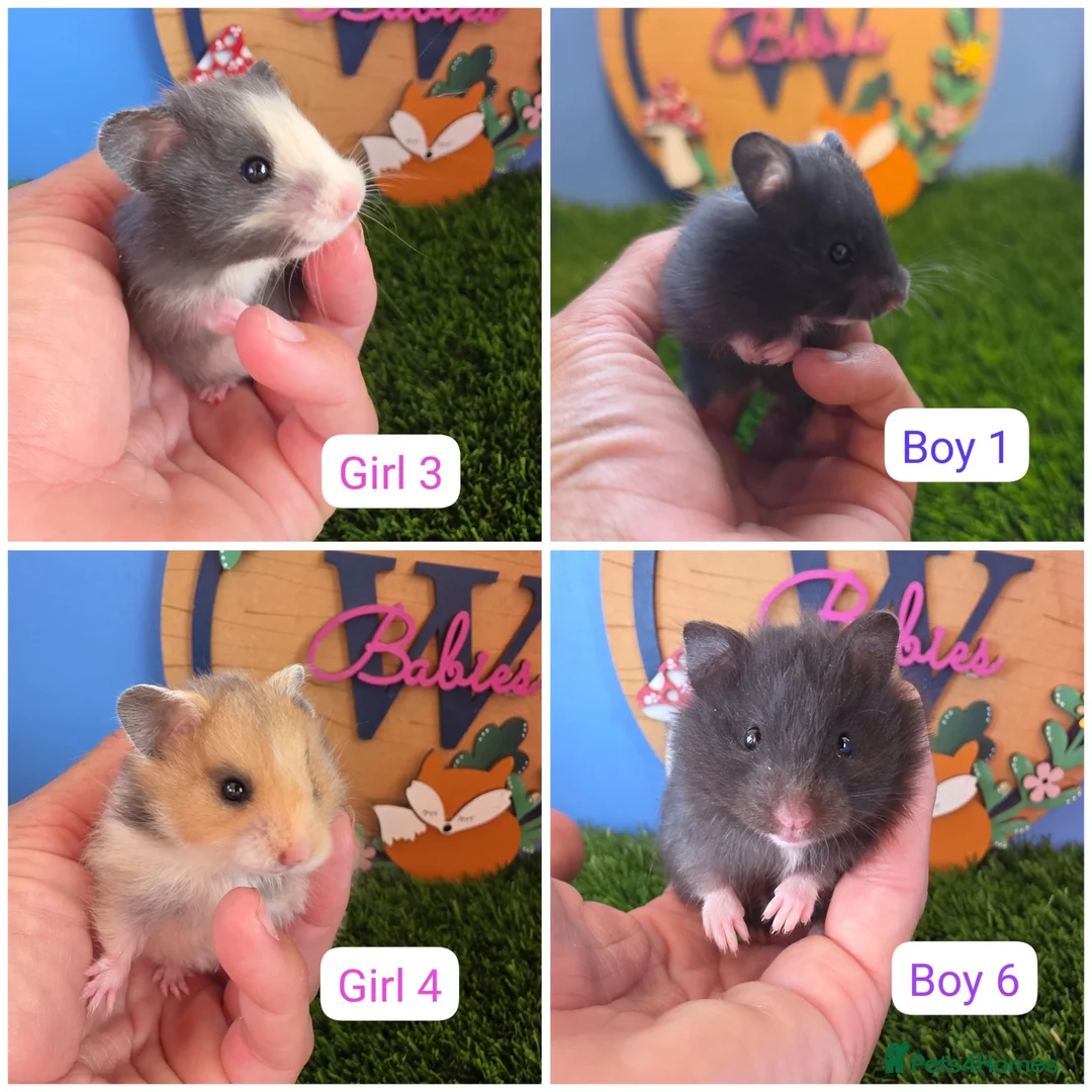 Hamster rodents for sale: Baby Syrian Hamsters Boys Girls Pedigree - Advert 1