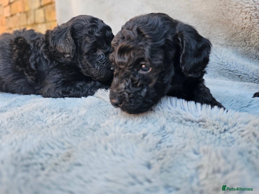 Miniature Poodle dogs for sale: 🐾 Hypoallergenic Mini Poodle Puppies 🐾 - Image 16