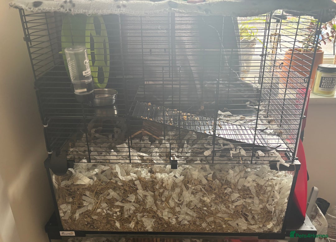 Hamster rodents for sale: Winter white hamster  - Advert 2