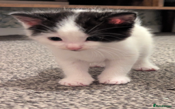 Mixed Breed cats for sale: White male kitten and 2 female kittens - Image 10