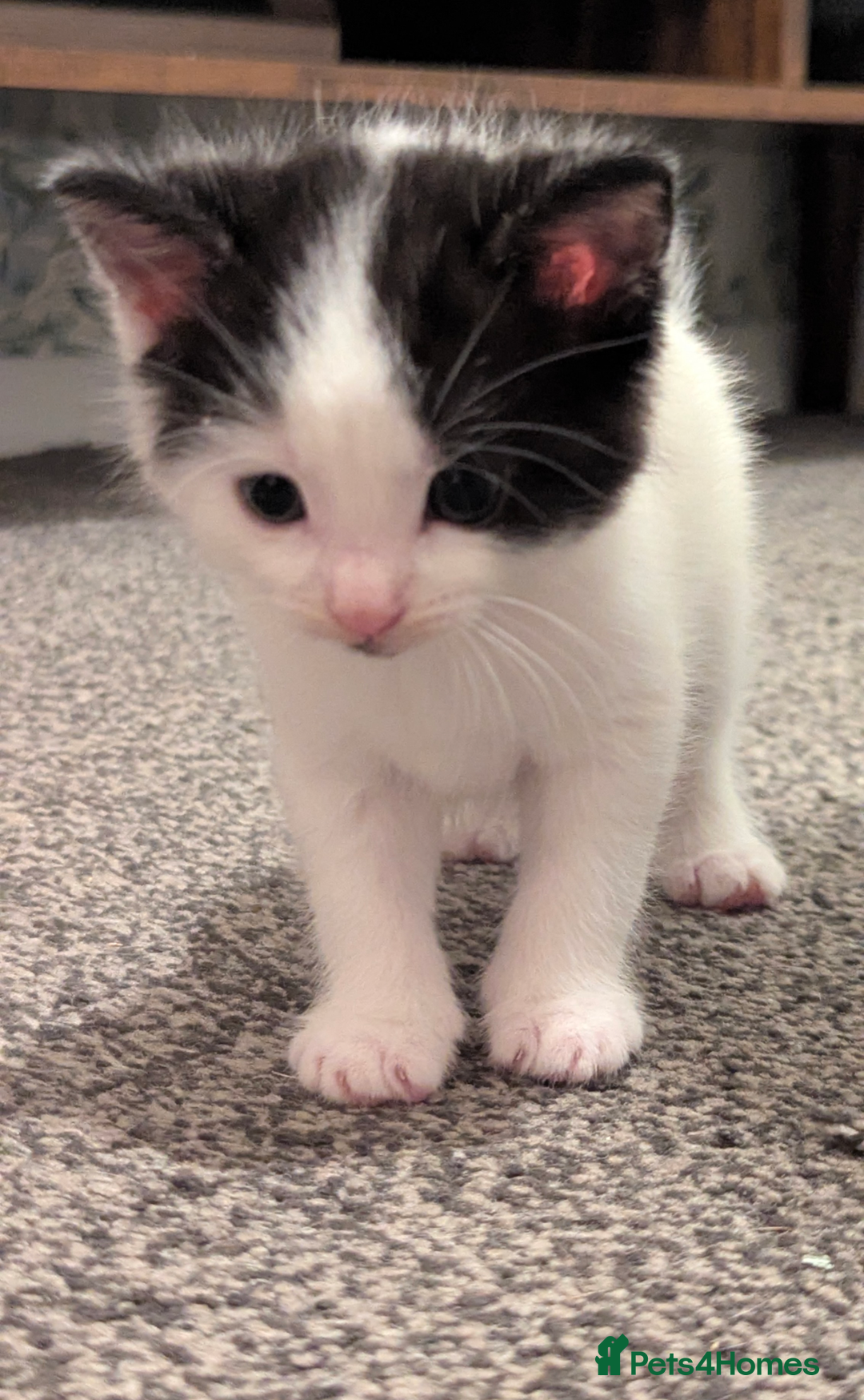 Mixed Breed cats for sale: White male kitten and 2 female kittens - Image 10