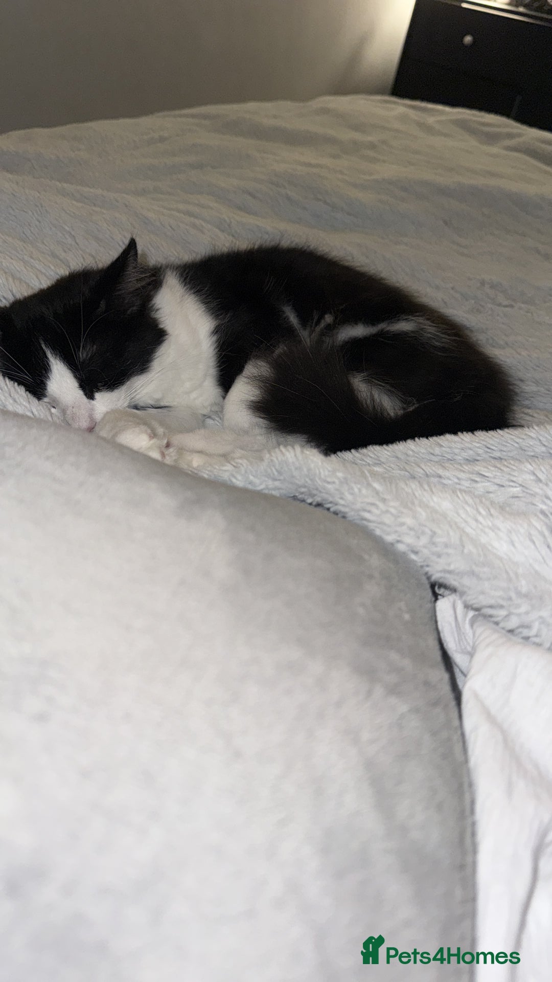 Mixed Breed cats for sale: Tilly looking for a new home  - Advert 5