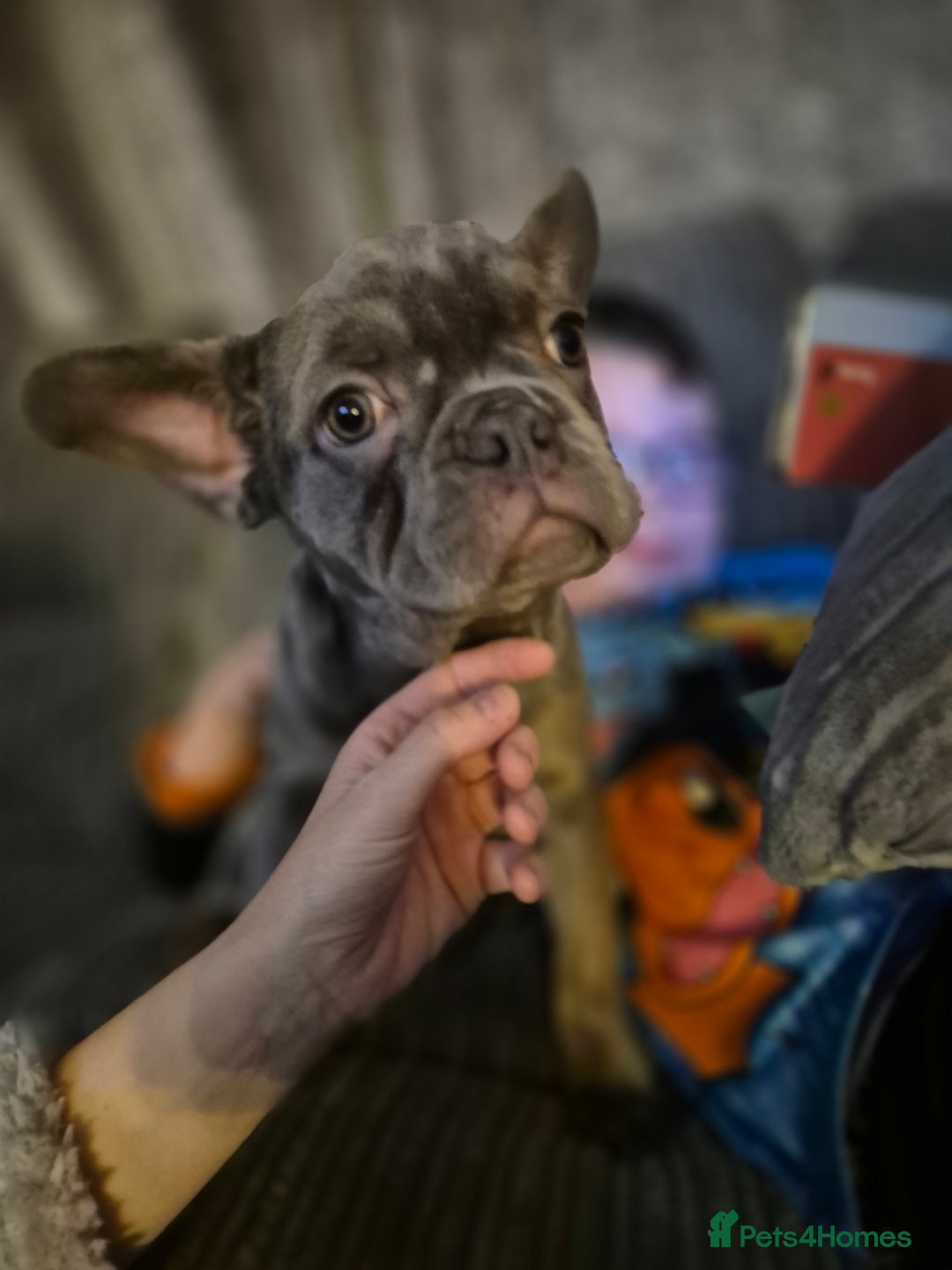 French Bulldog dogs for sale: Blue/Grey tan female french bulldog - Advert 5