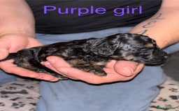 Toy Poodle dogs for sale: Toy poodle full pedigree for sale - Image 7
