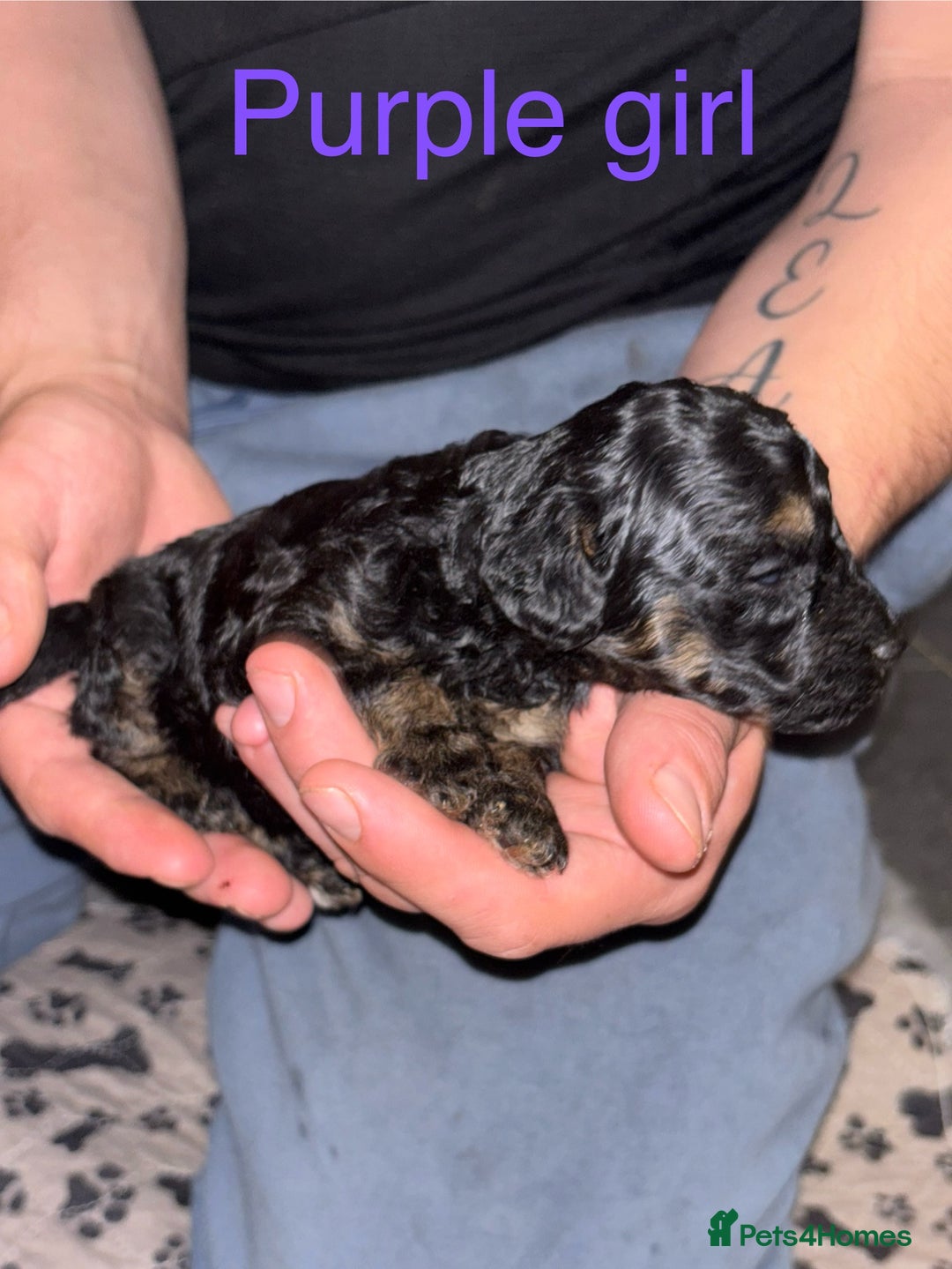 Toy Poodle dogs for sale: Toy poodle full pedigree for sale - Image 7