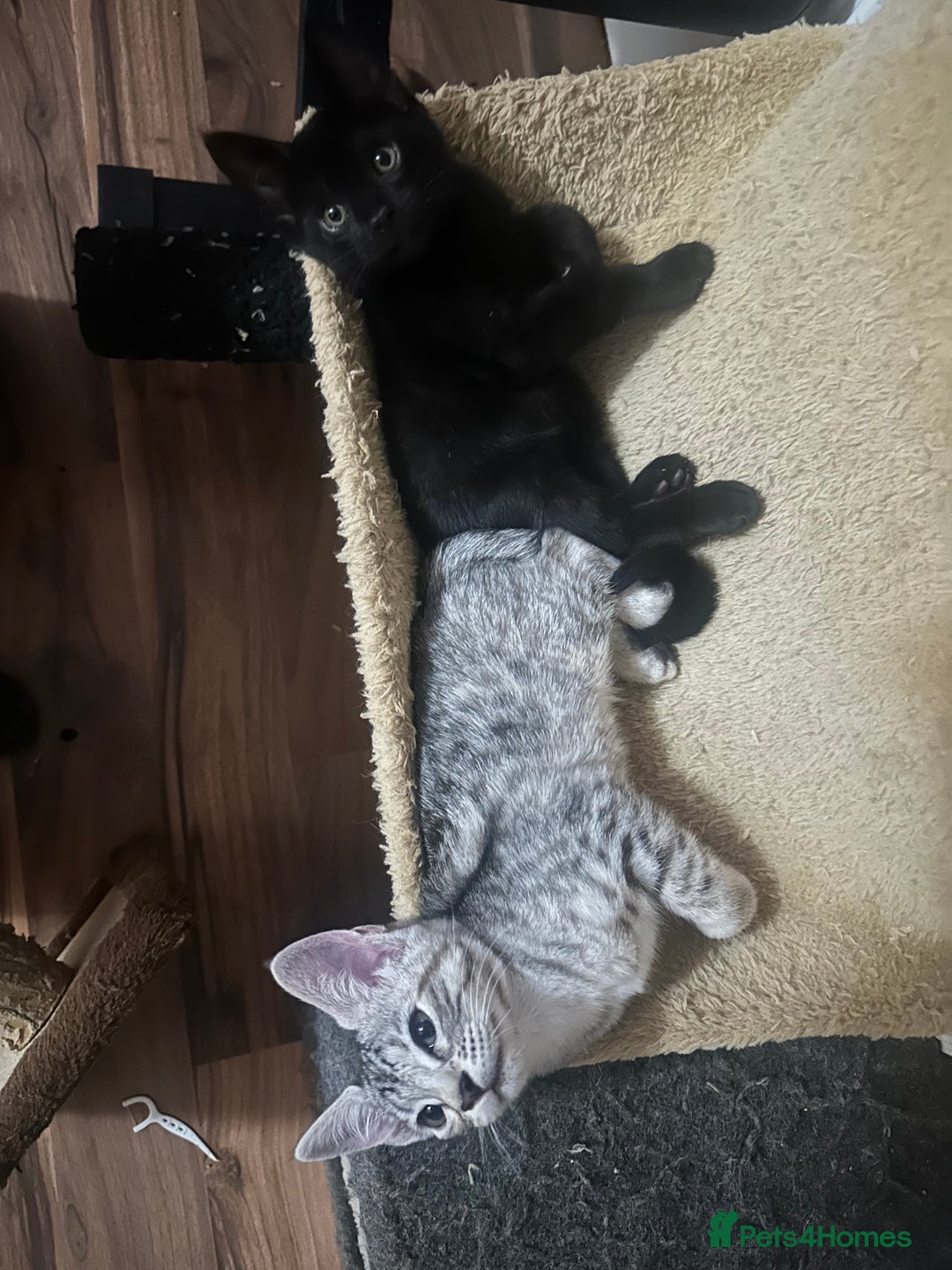 Mixed Breed cats for sale: Amazing Half Bengals !!! - Advert 26