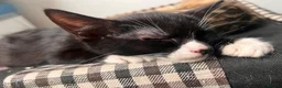 Mixed Breed cats for sale: Kittens  - Advert 5