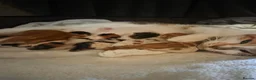 Mixed Breed cats for sale: 6 Beautiful Kittens available - Advert 6