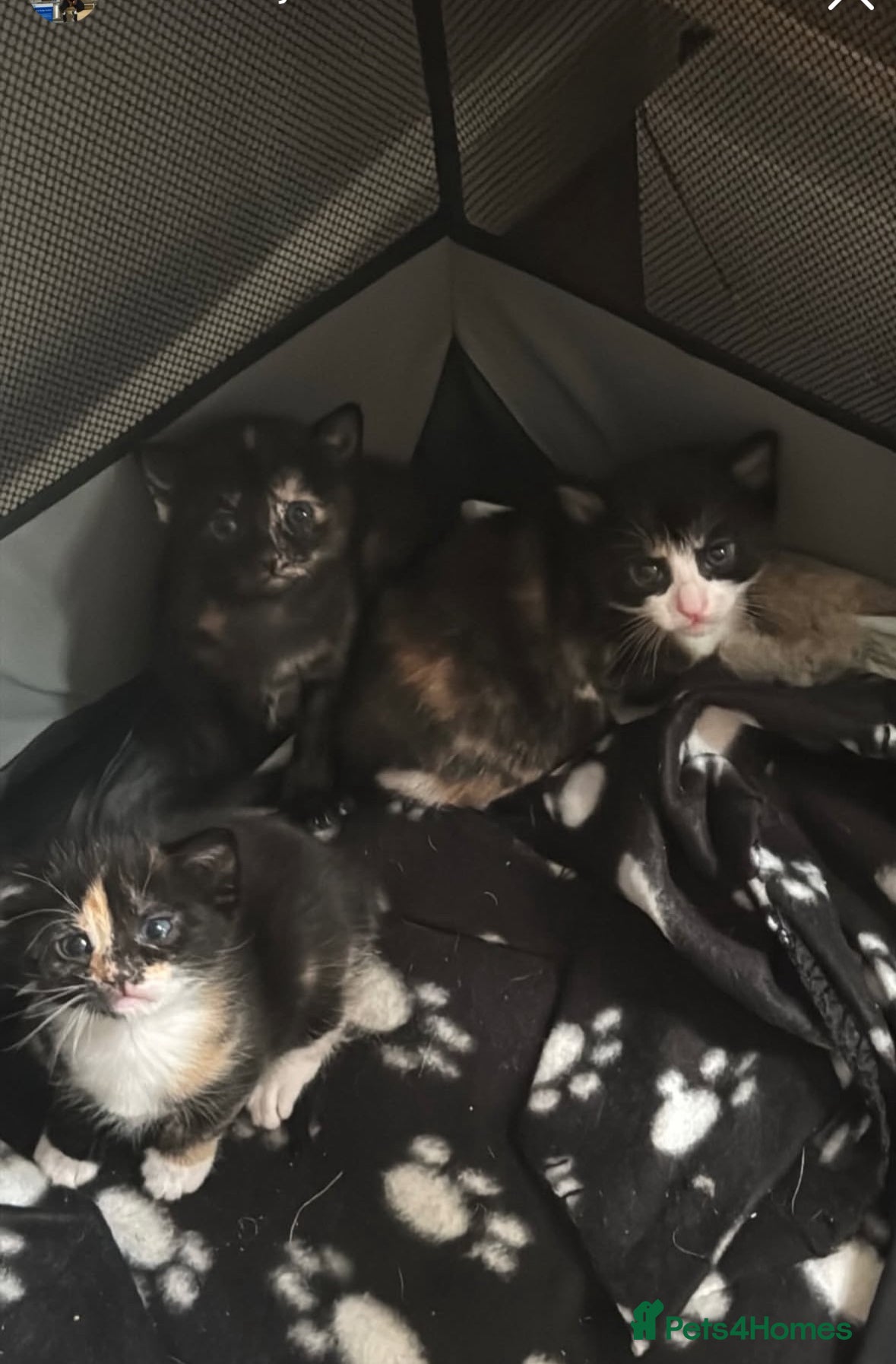 Domestic Shorthair cats 3 kittens for sale - Advert 15