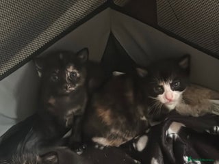 Domestic Shorthair cats for sale: 3 kittens for sale - Advert 1