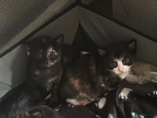 Domestic Shorthair cats 3 kittens for sale - Advert 18