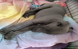 Whippet dogs for sale: 🥰Beautiful blue and white whippet puppies 🥰 - Image 9