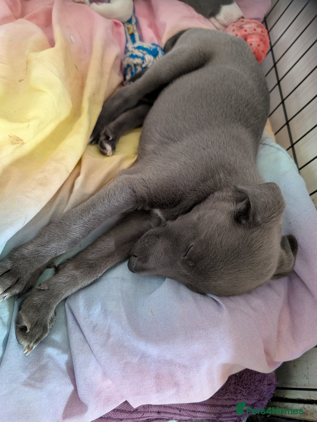 Whippet dogs for sale: 🥰Beautiful blue and white whippet puppies 🥰 - Image 9