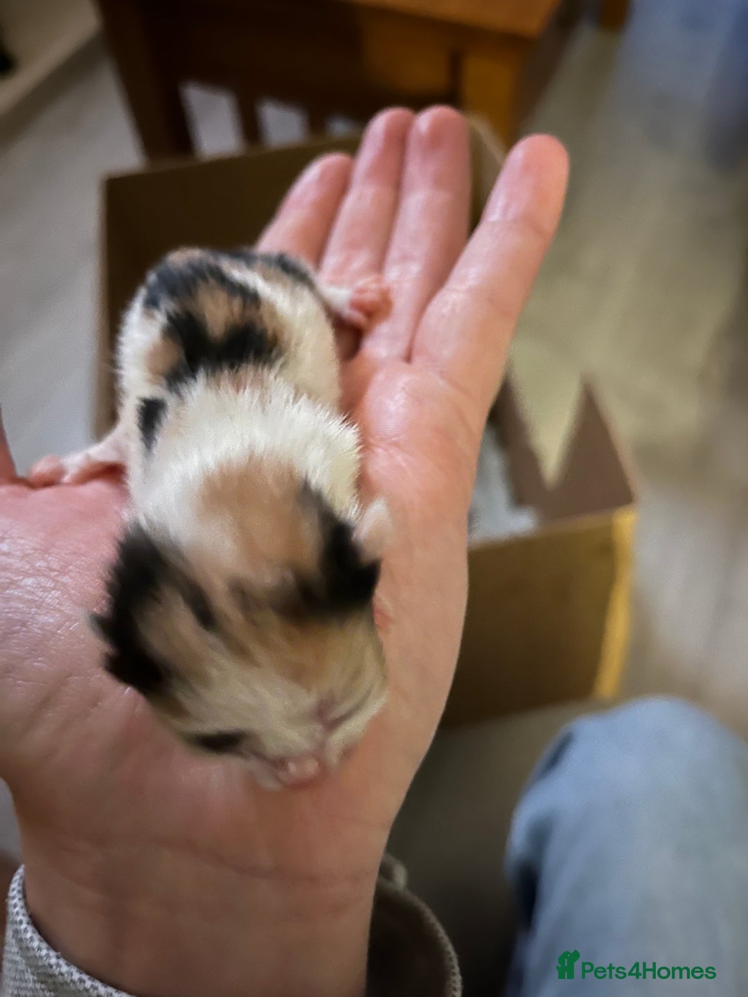 Domestic Shorthair cats for sale: Litter of 9 Beautiful Kittens - Image 30