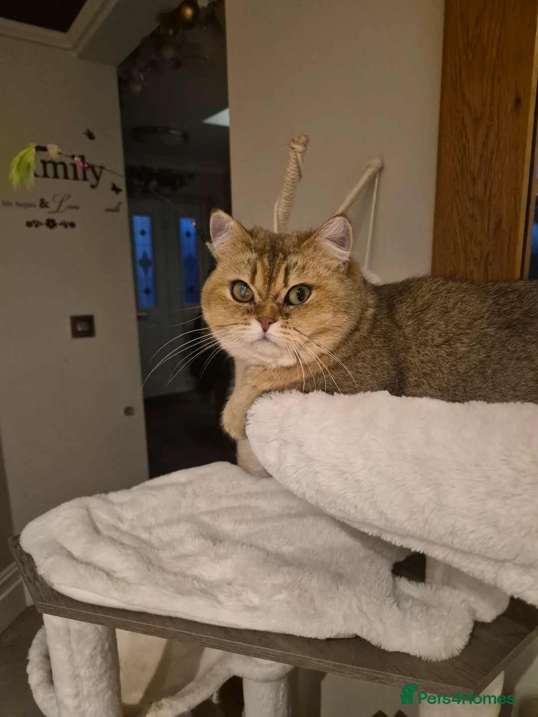 British Shorthair cats for sale: Golden female  - Advert 2